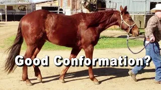 Reining & Cutting Horse Conformation... Good Or Bad?