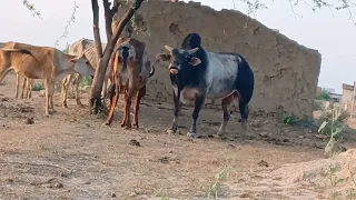 Marwari Cow||Rajasthani Village Cow||Murrah Bulls Alwar