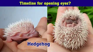 BABY HEDGEHOGS GROWING UP! Hedgehog pet from Birth to open Eyes