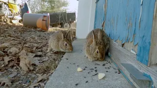 Different visitors to the garage feeding station