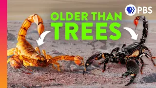 How Scorpions Became Earth’s Ultimate Survivors