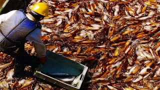 Amazing Automatic Giant Squid Fishing On the Modern Boat - Cutting And Processing Squid In The Sea