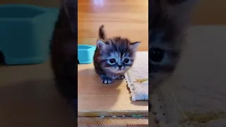 OMG So Cute Cats - Lovely Kitten #235 | Cute and Funny Cat Videos