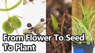 How To Grow Spider Plants From Seed