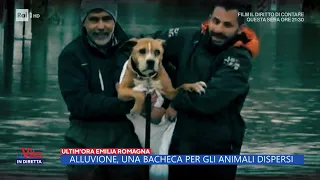 Alluvione, una bacheca per gli animali dispersi - La Vita in diretta - 24/05/2023