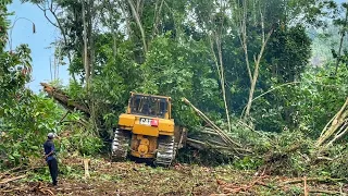 The Power of the CAT D6R XL Bulldozer Crushes Through Dense Forests to Clear Palm Oil Land