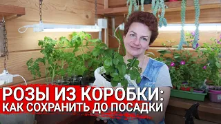 РОЗЫ ИЗ КОРОБКИ:  как сохранить до посадки