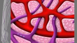 The lymphatic system  3D animation
