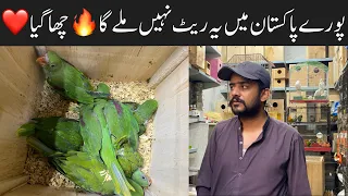 Sunday Birds Market | College Road Birds Market Rawalpindi  Ringneck & Raw Parrot Chicks