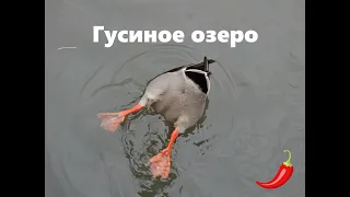 Гусиное озеро