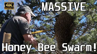 Country Man Captures Massive Honey Bee Swarm!