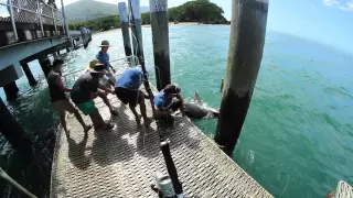 Catching a shark at Palm Cove Cairns Australia 12 Feb 2016