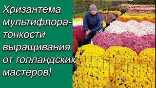 Хризантема мультифлора- сколько штук  посадить в горшок для пышного цветения.