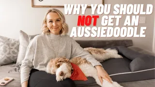AUSSIEDOODLE - 5 Reasons You Should NOT Get an Aussiedoodle | Torey Noora