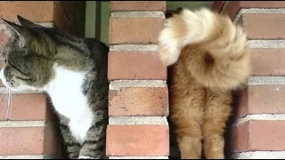 🐈 Кошачьи фокусы! 🐕 Видео смешных котов и котят для хорошего настроения! 😻