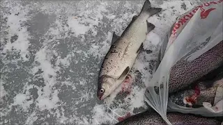 Вот и сиг в уловах! Дневные поимки на нижнем. Клёвое место Лосиный остров.