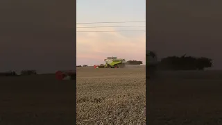 Claas Lexion in winter wheat