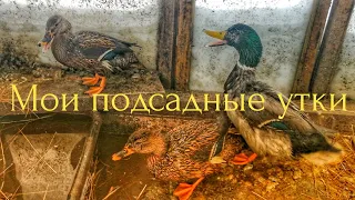 Подсадные утки для охоты на селезня // утки для весенней охоты на селезня 2022