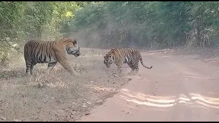 Tigers of Madhya Pradesh, India #mptourism #india #wildlife #tiger #safari #youtubeshorts #youtube