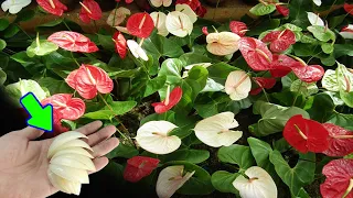 A few slices of onion will make ANTHURIUM flower and grow like crazy