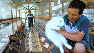 RABBIT FARMING basic guide for beginners│How to become successful in rabbit farming &Chicken farming