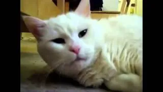 Как зевают коты)))