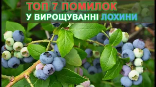 📣 ТОП 7 помилок у вирощуванні лохини. Чому лохина сохне, не росте, погано плодоносить