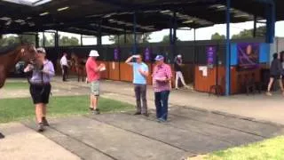 TBV at 2016 Inglis Premier Sale: Friday inspections
