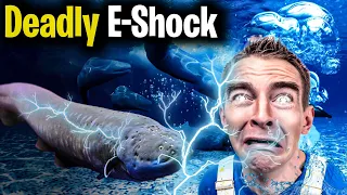 Electric Eel | Alligator Will Die From Deadly Electric Fury