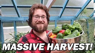 MASSIVE  Garden Harvests & Preservation