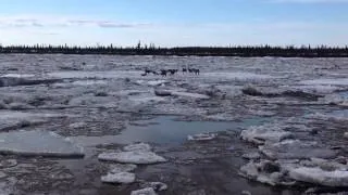 Caribou Floating By on Ice