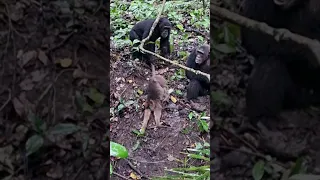 BRUTAL CHIMPANZEES OF MAHALE!