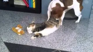 cat and dog's love