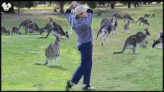 How Australian Farmers Deal With Millions Of Kangaroos Destroying Farms And Flooding The Streets