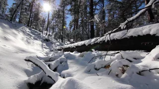 Mountain Forest, Snow Canopy Melting