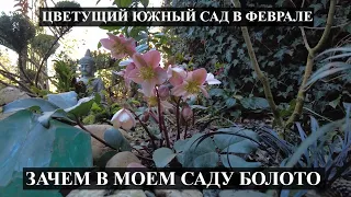 Южный сад в феврале! ЦВЕТУТ МОРОЗНИКИ ,КАМЕЛИИ/в моем саду БОЛОТО / КРУТЫЕ ИДЕИ ДЛЯ САДА /ОБЗОР САДА