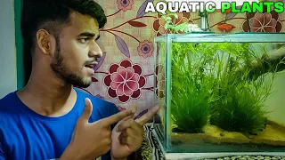 [ How To: ] Grow Aquatic Plants Without CO2, Ferts, and Filter | 1st Week Update | WILD GREEN