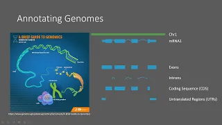 Byte-Size Genome Informatics: General Feature Format 3 (GFF3) Files