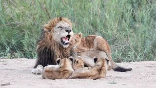 LION CUBS pester their FATHER