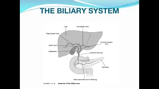 Acute Cholecystitis and Cholangitis