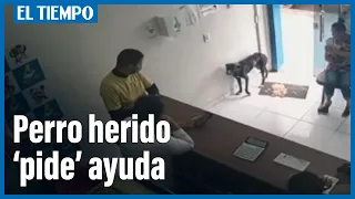 Perro callejero entra una veterinaria en Brasil "pidiendo ayuda" | El Tiempo