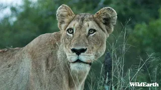 WildEarth - Sunset Safari -  30 March 2024