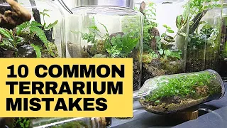 Closed terrarium mistakes and how to avoid them