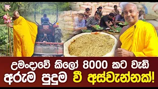 උමංදාවේ කිලෝ 8000 කට වැඩි අරුම පුදුම වී අස්වැන්නක්! #ashramaya  #umandawa  #පුනරුදය2022