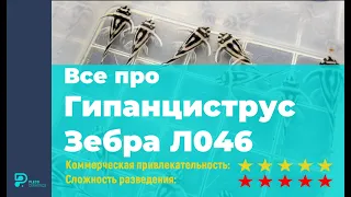 Все про Гипанциструс Зебра L046/Л046