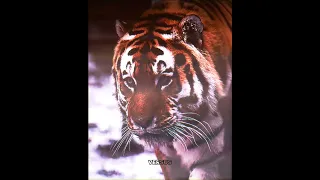 Почему амурский тигр сильнее бенгальского тигра?#животные #versus