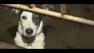 ZURÜCKGELASSEN: Die vergessenen Hunde von Tschernobyl