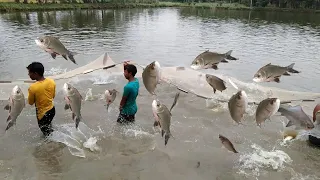 Big fish jumping in net Amazing fishing from the pond