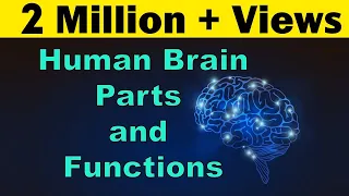 Human Brain | Parts & Functions | Cerebrum & Cerebellum | Biology | LetsTute