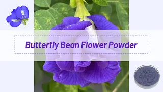 [Butterfly Pea Tea Powder]Free Sample Food Grade Natural Color Butterfly Pea Tea Powder